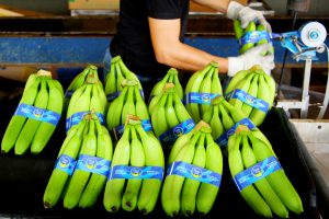 Tropical Nordeste/divulgação