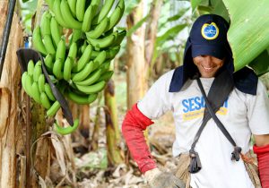 Tropical Nordeste/divulgação