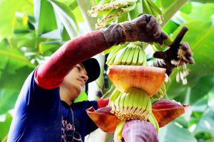 Tropical Nordeste/divulgação