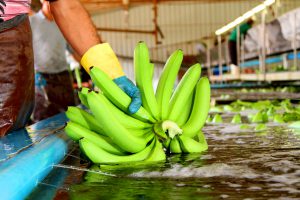 Tropical Nordeste/divulgação