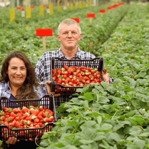 urban families go back to the countryside