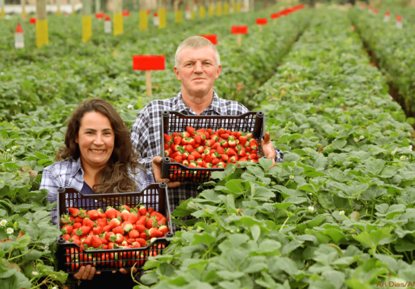 urban families go back to the countryside