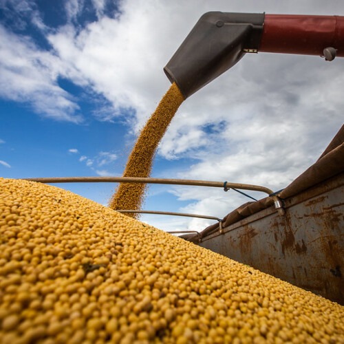 Brazilian soybean