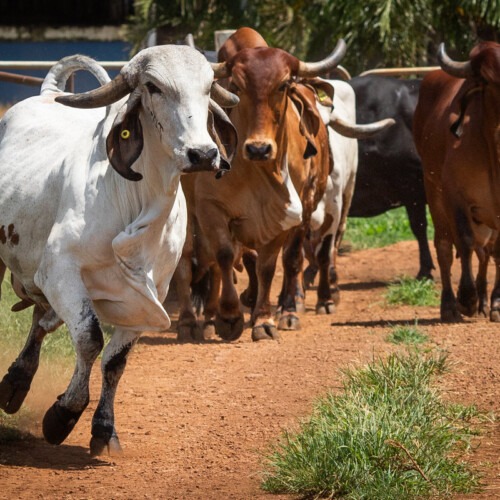 Brazilian agribusiness