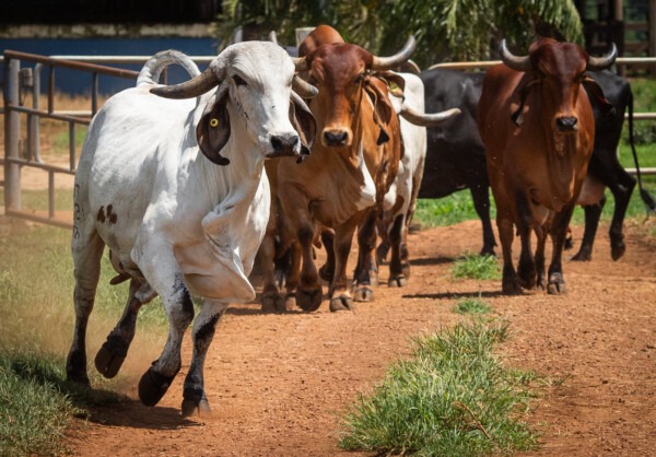 Brazilian agribusiness