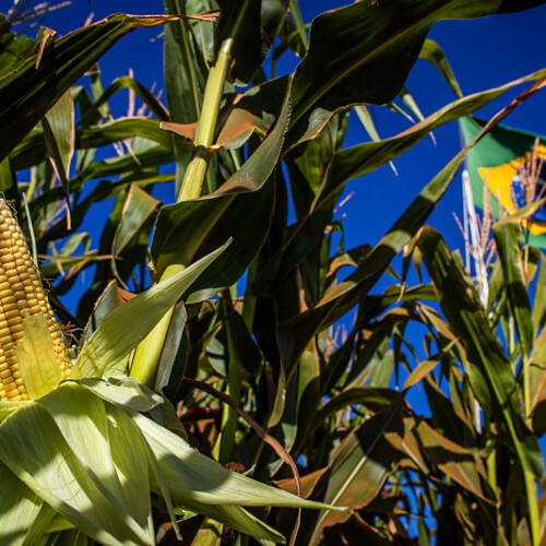 Brazilian corn