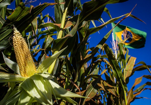Brazilian corn
