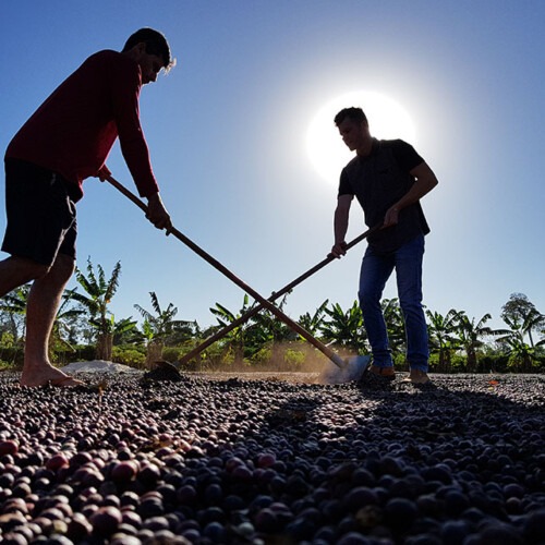 Photo by Enrique Alves - Embrapa